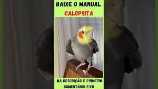 CALOPSITA cantando shorts calopsitas cantos canto🐦CALOPSITA cantando fêmea [upl. by Lesab]