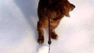 Dachshund plays hockey on ice [upl. by Thinia]