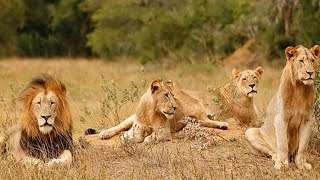 áfrica salvaje EL REY DE LA MANADA Documental DE LEONES HAMBRIENTOS [upl. by Gabor886]