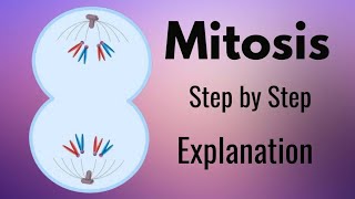 Mitosis Explained Step by Step with Animation [upl. by Lebisor]