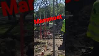 Mammoet gevonden in park [upl. by Kaliski982]