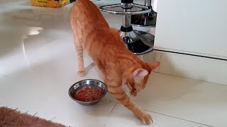 My Cat bury his food [upl. by Aneehsram385]