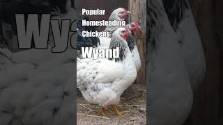 Popular Homestead Chickens  Wyandotte [upl. by Faber]