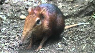 Cute Yawning Black amp Rufous Elephant Shrew [upl. by Ellenuahs]