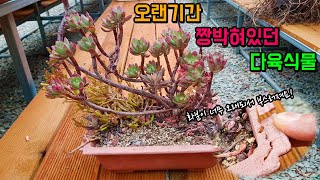 있는줄도 몰랐던 묵은둥이 다육식물 발견해서 분갈이 해줬습니다미니벨뽀빠이Echeveria Mini BelleampHatiora Salicornioides [upl. by Elyl]