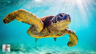 Giant Sea Turtles  Stunning Underwater Scenery amp Relaxing Music • 12 HOURS [upl. by Torosian]