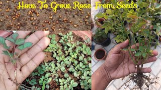 How To Grow Rose From Seeds [upl. by Klement]