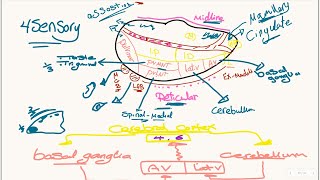 DIENCEPHALON  THALAMUS [upl. by Janine518]