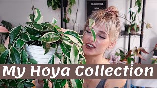 My Hoya Collection  2020 [upl. by Assennev]