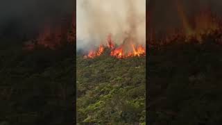 El Amazonas en LLAMAS La Tragedia Ambiental del 2024 [upl. by Gloriane792]