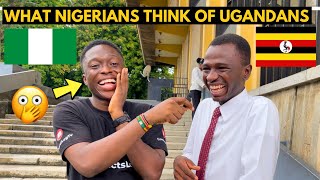 🇳🇬🇺🇬What Nigerians Think of Uganda amp Ugandans Surprising Response [upl. by Landahl]