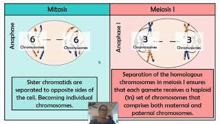 Mitosis vs Meiosis Good for AP bio 51 amp 52 amp General Bio [upl. by Etteb910]