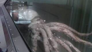 Smithsonian Giant Squid [upl. by Yeoj]