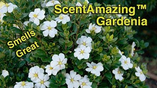 Planting ScentAmazing™ Gardenias  Fragrant Evergreen Low Maintenance [upl. by Gurevich591]