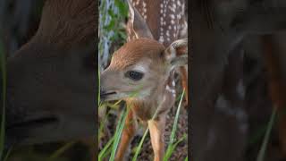 Newborn Fawn Calling For Mom [upl. by Swec605]