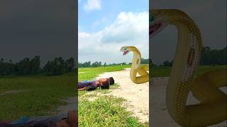 🐉सांप ने बच्चों को काटा🔔🙏 shorts youtubeshorts snake foryou [upl. by Ahsita]