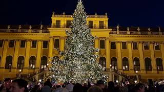 Christbaum in Schönbrunn wird illuminiert 2024 [upl. by Aneehsirk]