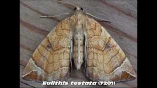 Part 8 Common Carpet and Pug Moths Family Geometridae [upl. by Fielding]