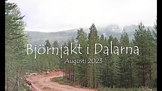 Björnjakt i Älvdalen 2023 [upl. by Loesceke824]