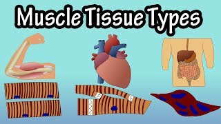 Muscle Tissue  Types Of Muscle Tissue  Structure Of Muscle Tissue [upl. by Marfe545]