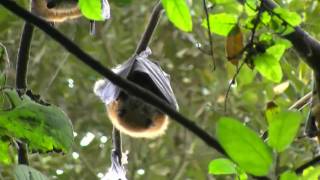 Flying Foxes of Bellingen Island [upl. by Norrad708]