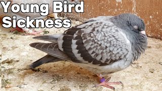 Pigeon Young Bird Sickness Circovirus [upl. by Evod]