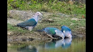 Green Imperial Pigeon [upl. by Imehon]