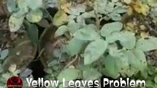 Easy Trick For Yellow Leaf Problem Of Rose Plant  Immediate Action For Yellow Leaves [upl. by Red]