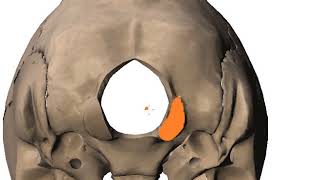 rectus capitis group of muscles and occipital condyles DR SAMEH GHAZY [upl. by Nonah12]