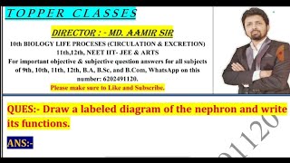 Draw a labeled diagram of the nephron and write its functions [upl. by Anilecram681]