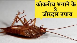 कॉकरोच से छुटकारा मिलेगा 100  Home Remedies to Get Rid Of Cockroaches Tips amp Trick Kitchen Hacks [upl. by Armat]