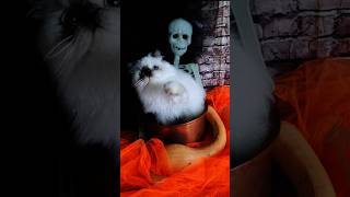 2025 horror movies trailers Ocean Black Cattery cat horrormovies trailer persiancat funnycats [upl. by Kentigerma]