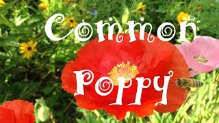 Common Poppy Papaver rhoeas Flowers Pods amp Seeds [upl. by Leicester]