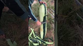 Fresh winter melon harvesting and peeling process [upl. by Arrim97]