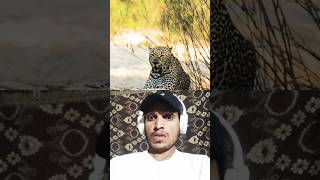 Leopard sound  animalsshorts viral natgeowild [upl. by Los864]