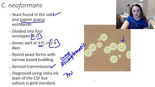 Cryptococcus neoformans [upl. by Yesnik]