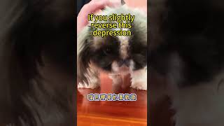 How to Choose a Pekingese 选择京巴犬 dog puppy knowledge pets [upl. by Assetal]