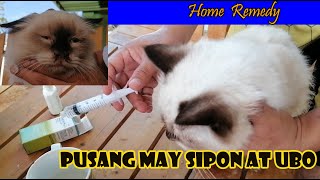 Homemade na gamot sa sipon ubo at pagmumuta ng pusa 2 days lang magaling na agad [upl. by Tare353]