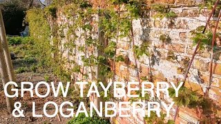 Grow Tayberry amp Loganberry [upl. by Aizatsana]