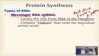 Chapter 13 Part 1  Types of RNA [upl. by Etterual353]