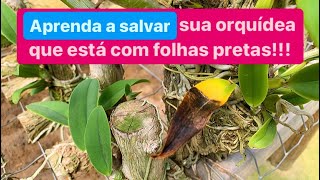 Como acabar com FUNGOS NAS ORQUÍDEAS que deixam as folhas moles e pretas [upl. by Politi]