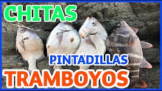 DE PESCA EN PERU  Chitas tramboyos y pintadillas 🐟 🦀 [upl. by Bruno634]