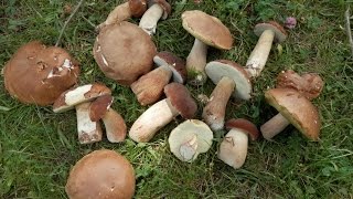 Boletus reticulatusaestivalis udako onddozuria boleto reticulado [upl. by Bussy]