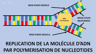 La réplication de lADN [upl. by Nosahc]