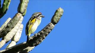 Birding in the Eastern Cape South Africa  Redfronted Tinkerbird [upl. by Airdnax1]