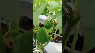 Soilless Capsicum Farming CapsicumFarming Capsicum Soilless Soillessfarming Polyhouse [upl. by Dimmick]