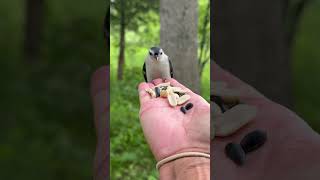 The upside down bird the nuthatch 😊 [upl. by Rengaw]