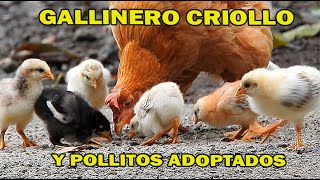 GALLINERO CRIOLLO Y POLLITOS ADOPTADOS [upl. by Dearman128]