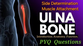 Ulna Bone Anatomy  Side Determination  Surface  Muscle Attachment  Ulna anatomy bdc [upl. by Ahsenrad]