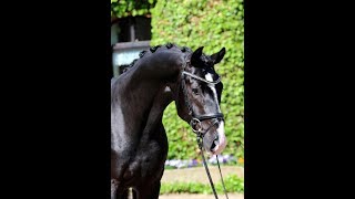 SOLD Top quality black hanoverian gelding by Ampere 2013 FEI amp GP prospect [upl. by Yeltneb]